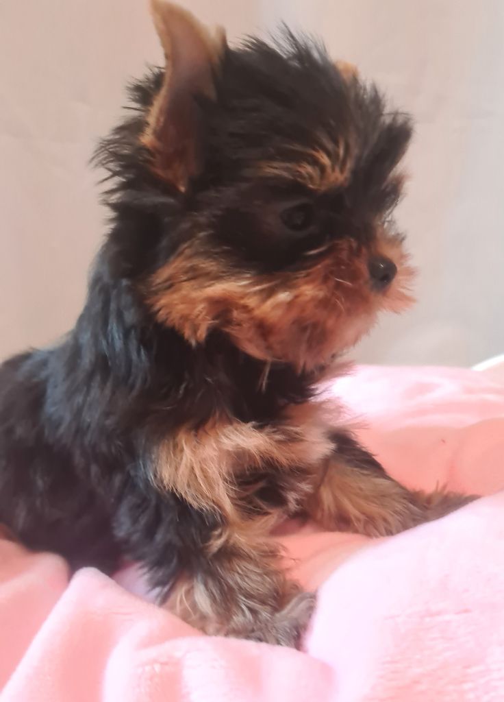 Michelle Gran - Chiot disponible  - Yorkshire Terrier