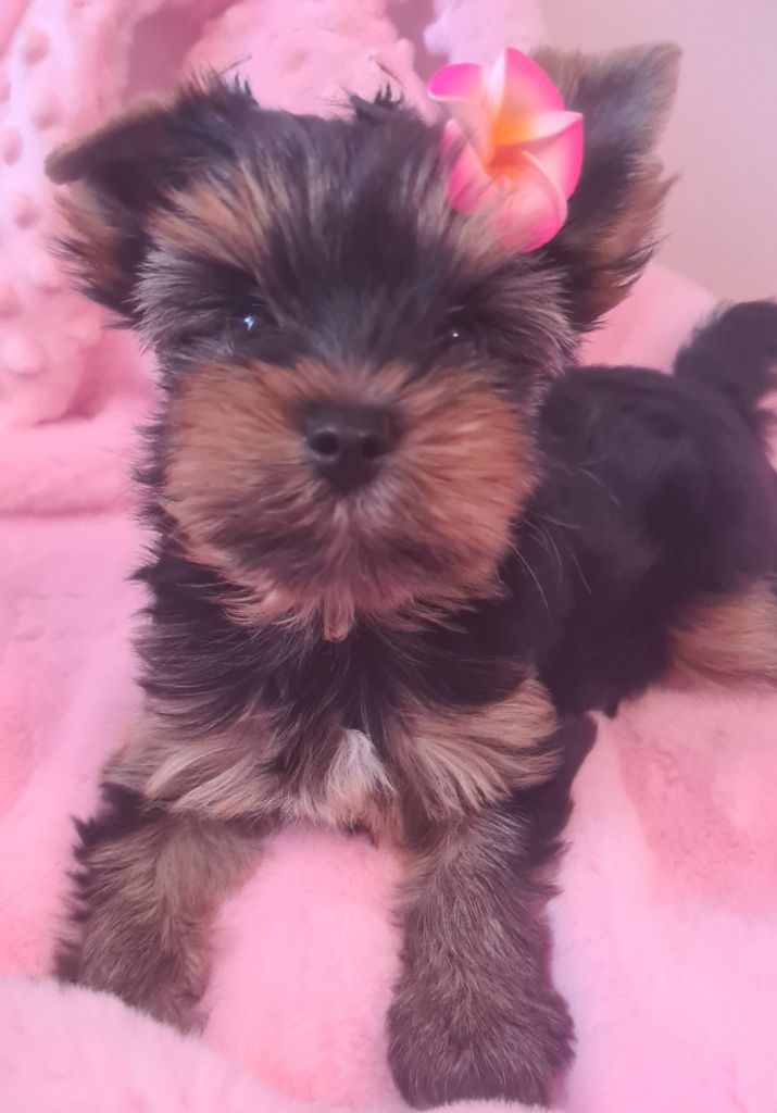 Michelle Gran - Chiot disponible  - Yorkshire Terrier