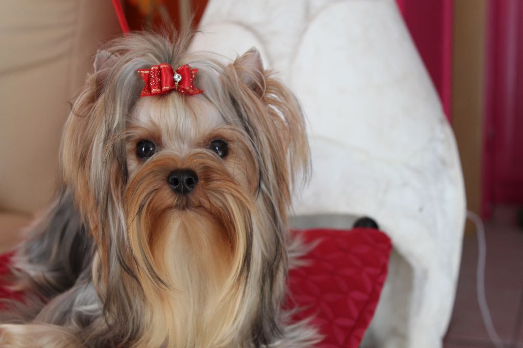 Miss scarlett du royaume d'Inès