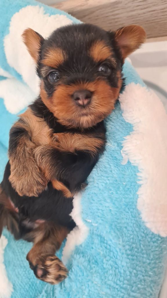 Michelle Gran - Chiots disponibles - Yorkshire Terrier