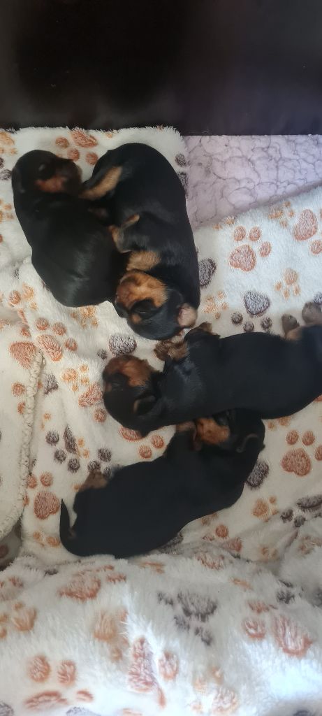 Chiot Yorkshire Terrier Michelle Gran