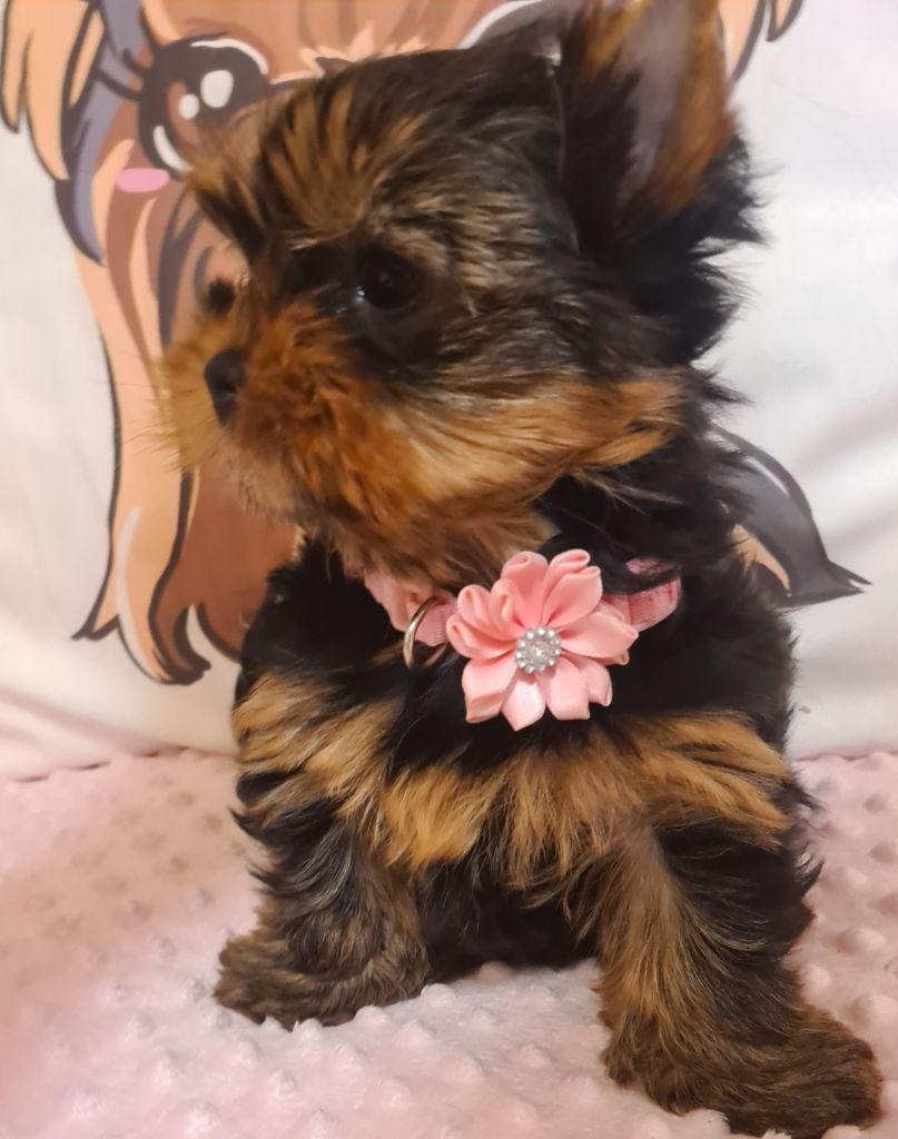 Chiot Yorkshire Terrier Michelle Gran