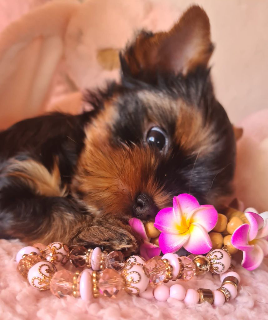 Michelle Gran - Chiots disponibles - Yorkshire Terrier