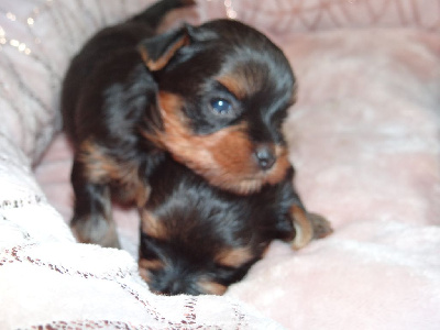 CHIOT