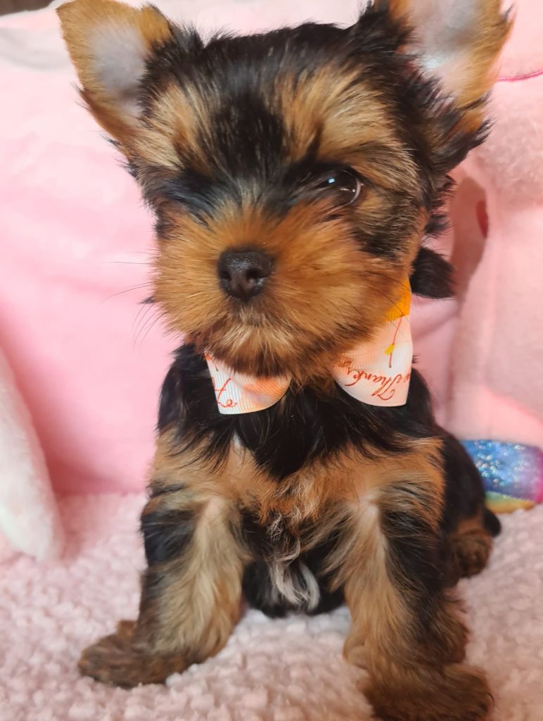 Michelle Gran - Chiots disponibles - Yorkshire Terrier