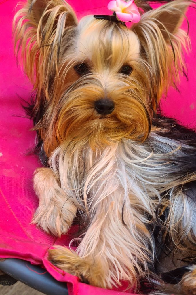 Michelle Gran - Chiots disponibles - Yorkshire Terrier
