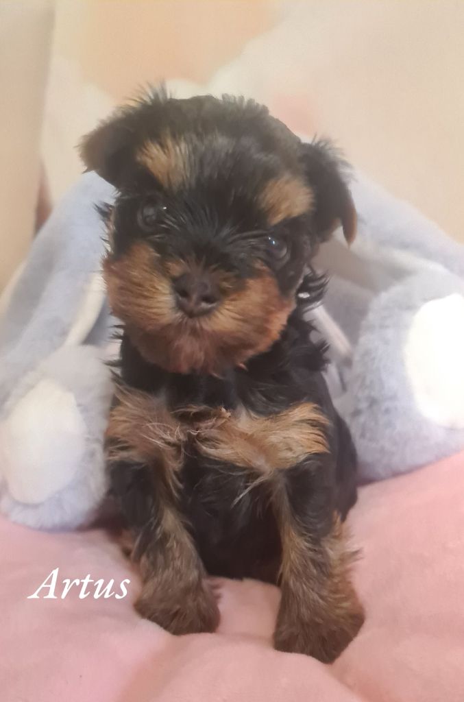 Michelle Gran - Chiots disponibles - Yorkshire Terrier