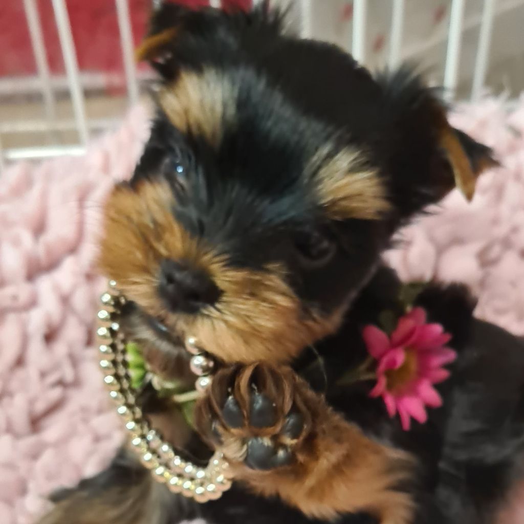 Chiot Yorkshire Terrier Michelle Gran